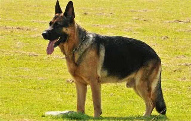 各个身价不菲盘点世界上最贵的几种狗狗