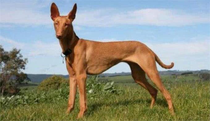 各个身价不菲盘点世界上最贵的几种狗狗