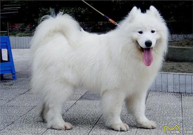 各个身价不菲盘点世界上最贵的几种狗狗