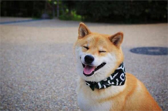 各个身价不菲盘点世界上最贵的几种狗狗