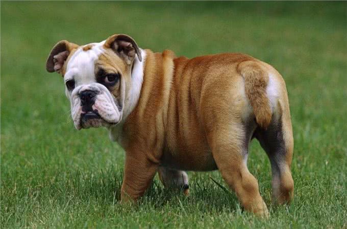 各个身价不菲盘点世界上最贵的几种狗狗