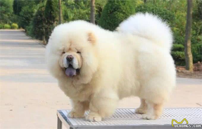 各个身价不菲盘点世界上最贵的几种狗狗