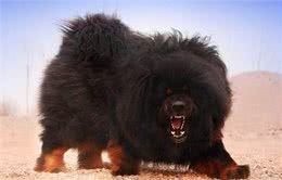 各个身价不菲盘点世界上最贵的几种狗狗