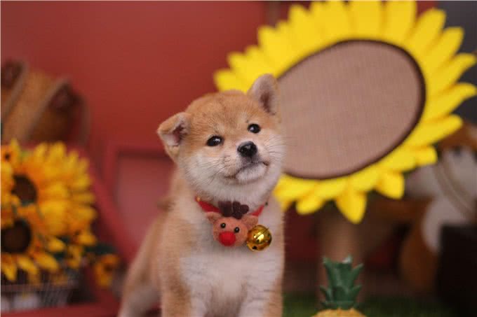 难挑?纯种柴犬怎么挑选?哪里能买到纯种柴犬?