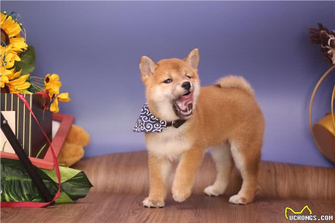 难挑?纯种柴犬怎么挑选?哪里能买到纯种柴犬?