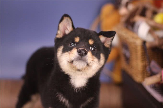 难挑?纯种柴犬怎么挑选?哪里能买到纯种柴犬?