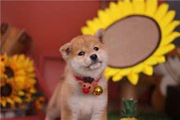 难挑?纯种柴犬怎么挑选?哪里能买到纯种柴犬?