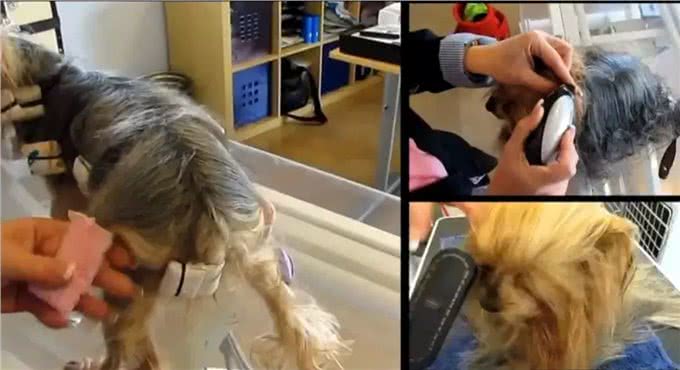 约克夏梗做了个拉发，毛发柔顺靓丽，变成漂亮的小公主