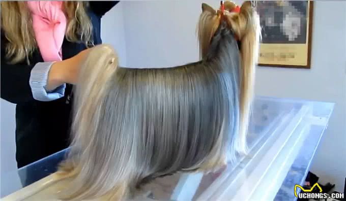 约克夏梗做了个拉发，毛发柔顺靓丽，变成漂亮的小公主