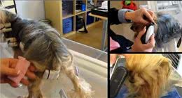 约克夏梗做了个拉发，毛发柔顺靓丽，变成漂亮的小公主