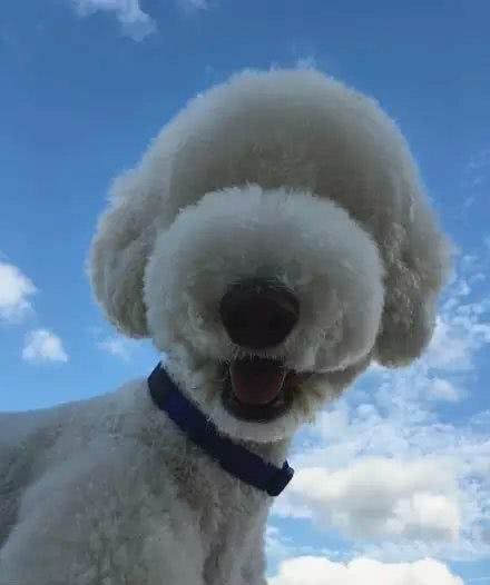 推荐几种最不易掉毛的小狗看看有没有你家的小狗