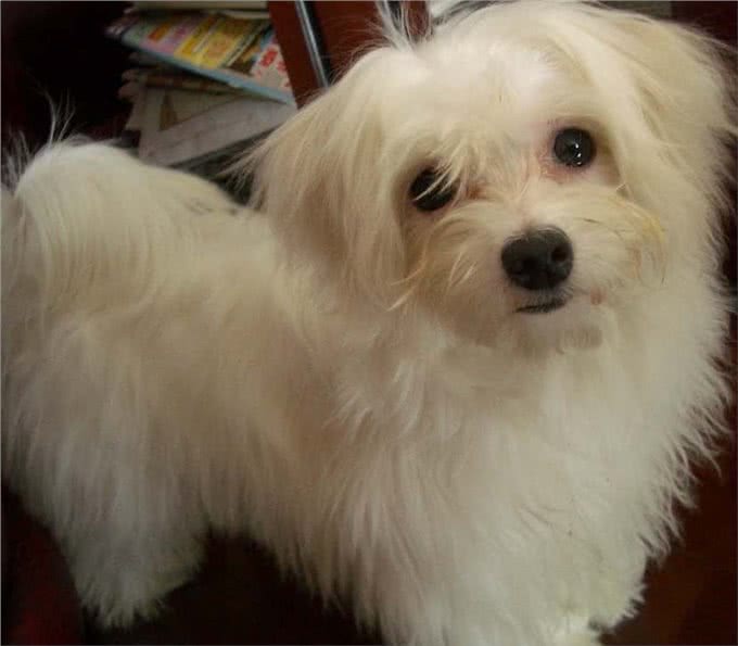 推荐几种最不易掉毛的小狗看看有没有你家的小狗