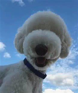 推荐几种最不易掉毛的小狗看看有没有你家的小狗