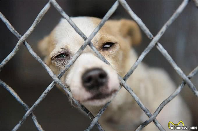 狗生到了老年，该如何照顾它的每一年