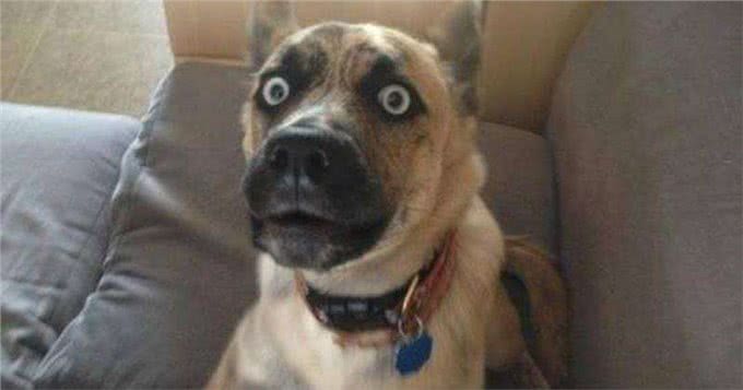 狗生到了老年，该如何照顾它的每一年