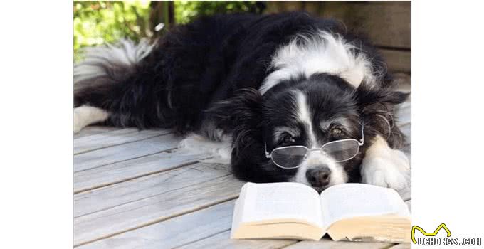 狗生到了老年，该如何照顾它的每一年