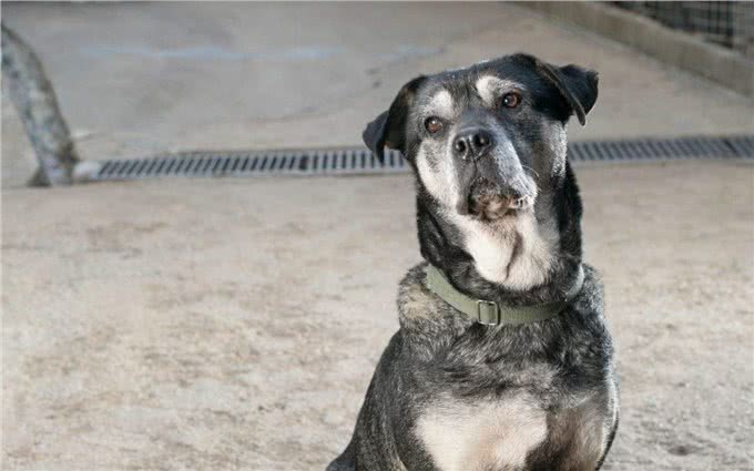 狗生到了老年，该如何照顾它的每一年