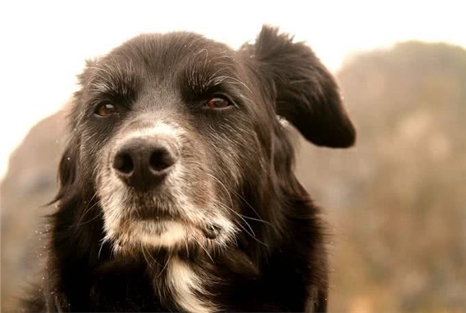 狗生到了老年，该如何照顾它的每一年