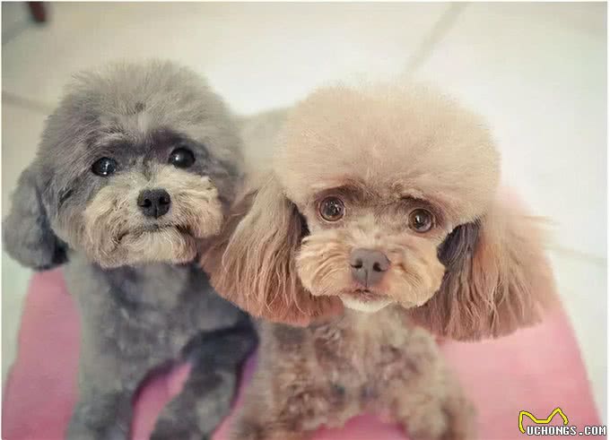 狗生到了老年，该如何照顾它的每一年