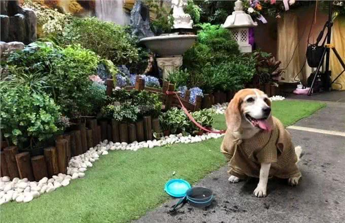 狗生到了老年，该如何照顾它的每一年