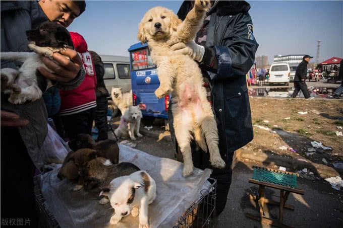 养狗狗前学会这4点知识，不仅能救下你的狗命，还能为你省下1万元