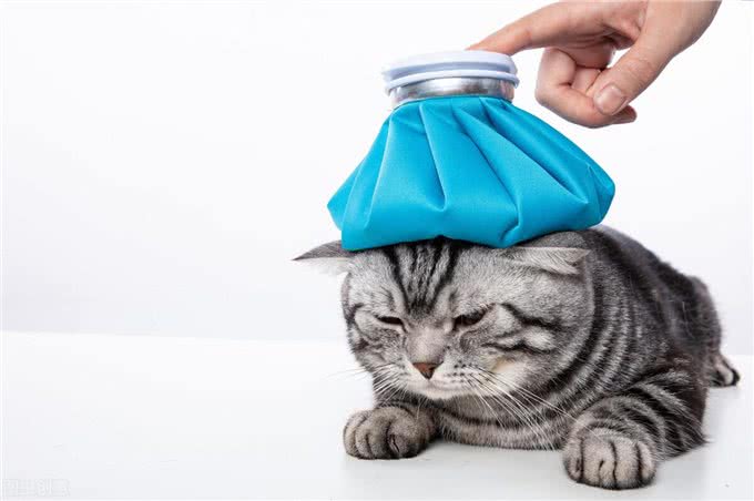 养狗狗前学会这4点知识，不仅能救下你的狗命，还能为你省下1万元