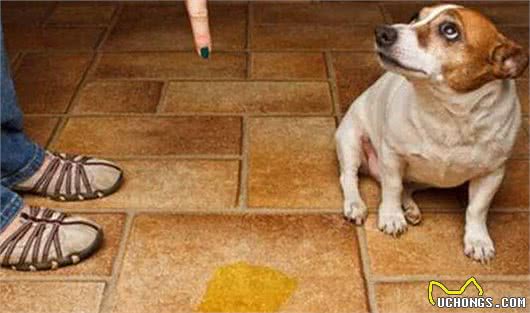 养狗狗前学会这4点知识，不仅能救下你的狗命，还能为你省下1万元