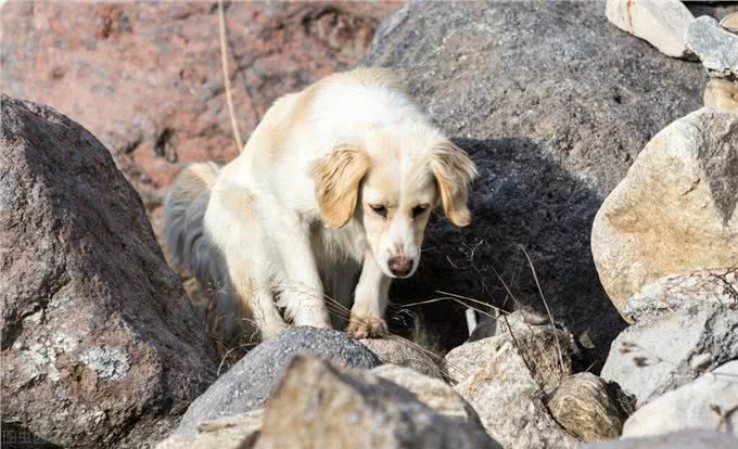养狗狗前学会这4点知识，不仅能救下你的狗命，还能为你省下1万元