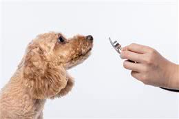 养狗狗前学会这4点知识，不仅能救下你的狗命，还能为你省下1万元