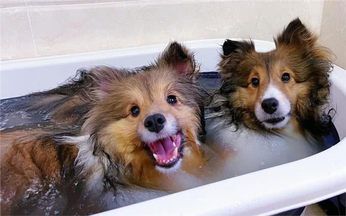 若狗有这些症状，说明身上全是寄生虫，可别忽视了