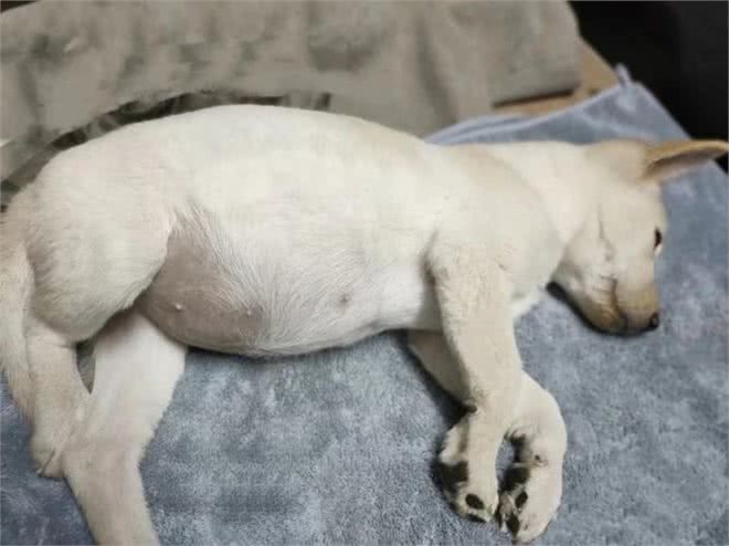 若狗有这些症状，说明身上全是寄生虫，可别忽视了