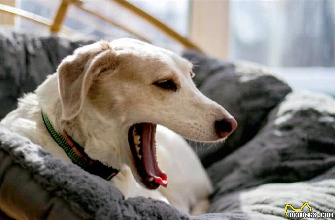 若狗有这些症状，说明身上全是寄生虫，可别忽视了