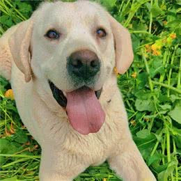 若狗有这些症状，说明身上全是寄生虫，可别忽视了