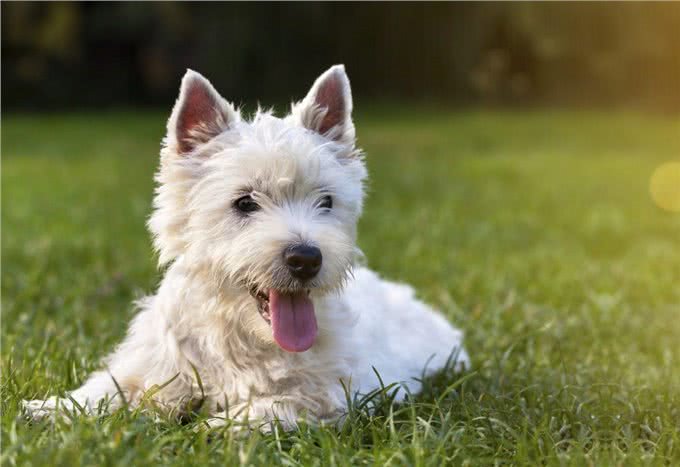 幼犬不懂得出门的乐趣，所以抗拒出门?这些方法可以帮你训练它们