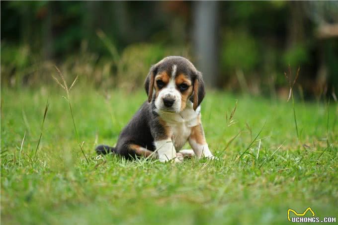 幼犬不懂得出门的乐趣，所以抗拒出门?这些方法可以帮你训练它们