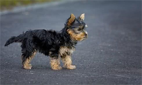 幼犬不懂得出门的乐趣，所以抗拒出门?这些方法可以帮你训练它们