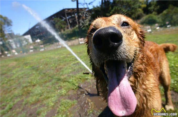 幼犬不懂得出门的乐趣，所以抗拒出门?这些方法可以帮你训练它们