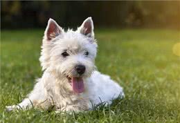 幼犬不懂得出门的乐趣，所以抗拒出门?这些方法可以帮你训练它们