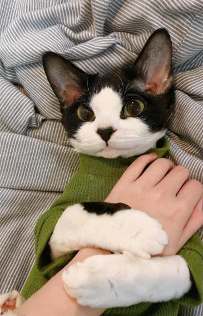 为何养德文卷毛猫的人多?网友:养了你会真香!