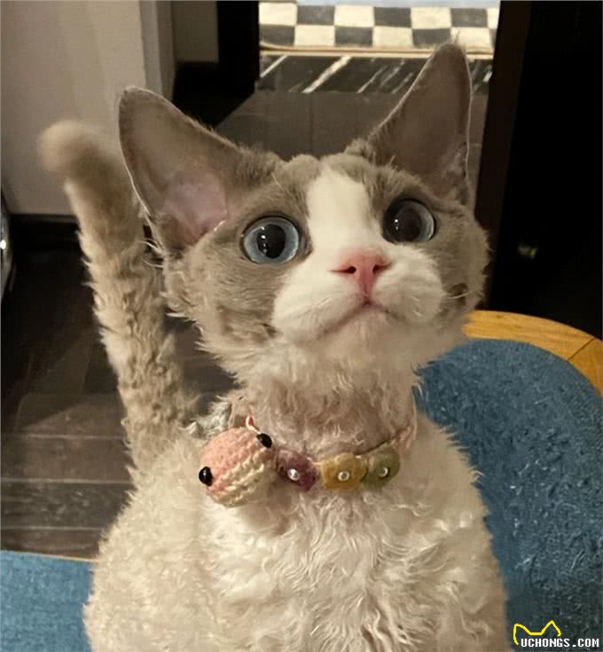 为何养德文卷毛猫的人多?网友:养了你会真香!