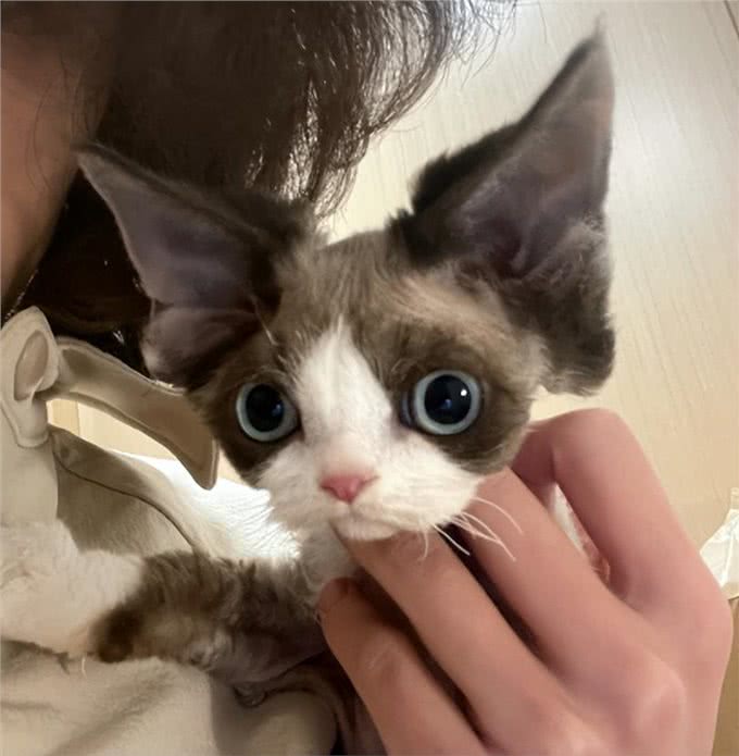 为何养德文卷毛猫的人多?网友:养了你会真香!