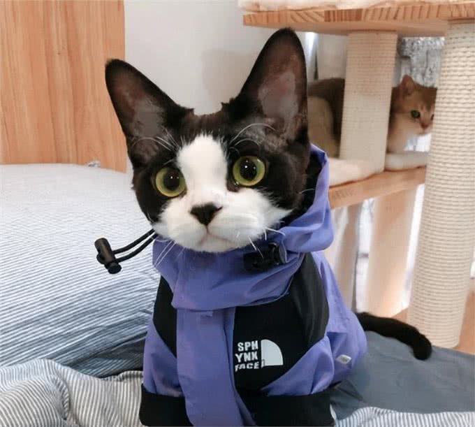 为何养德文卷毛猫的人多?网友:养了你会真香!