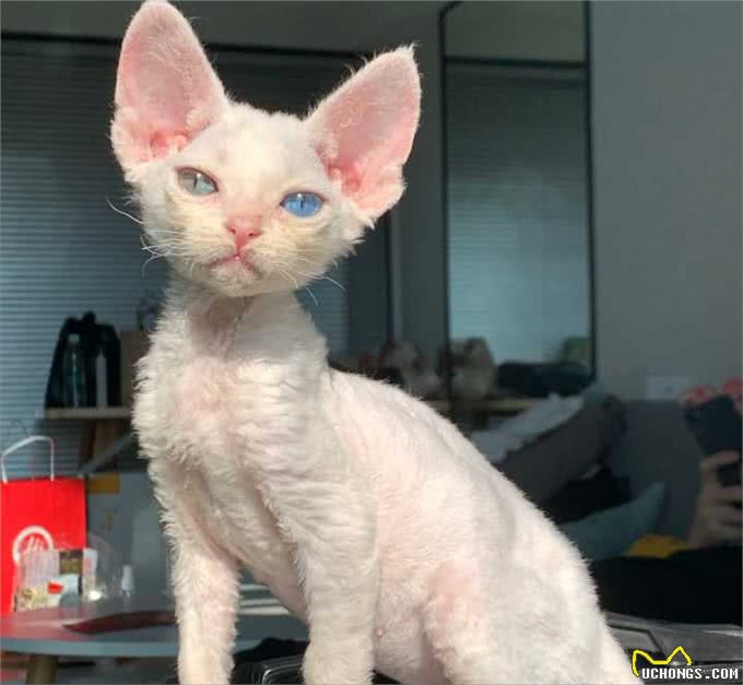 为何养德文卷毛猫的人多?网友:养了你会真香!