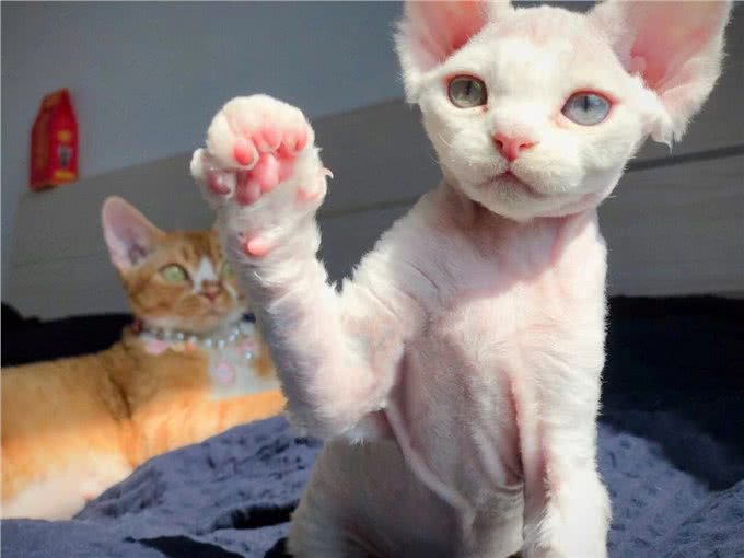 为何养德文卷毛猫的人多?网友:养了你会真香!