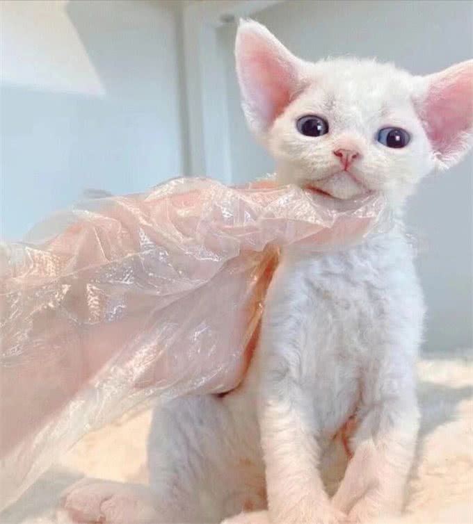 为何养德文卷毛猫的人多?网友:养了你会真香!