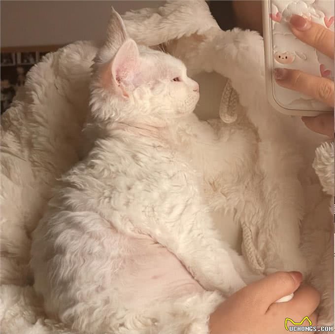 为何养德文卷毛猫的人多?网友:养了你会真香!