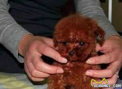 狗宝该如何打防疫针以及多久驱一次虫?狗爸狗妈们知多少?