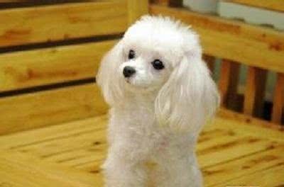 狗宝该如何打防疫针以及多久驱一次虫?狗爸狗妈们知多少?