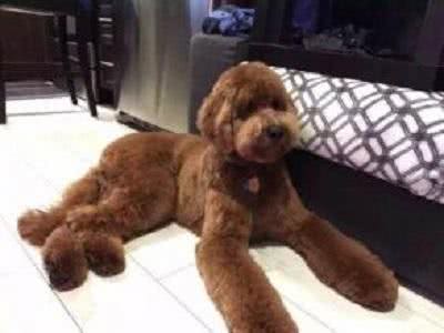 狗宝该如何打防疫针以及多久驱一次虫?狗爸狗妈们知多少?