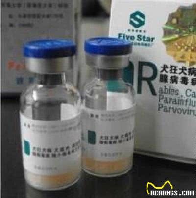 狗宝该如何打防疫针以及多久驱一次虫?狗爸狗妈们知多少?